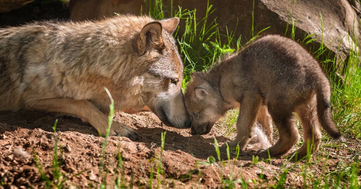 Wolf Sozialer Räuber WWF Schweiz
